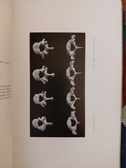 ZOOLOGY V. 17 # 8 Osteological Relationships Of Three Species Of Beavers/Holden