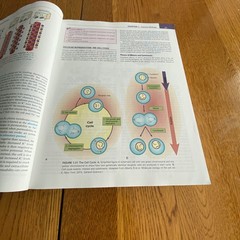 Understanding Pathophysiology 7th Edition Paperback
