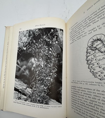 1971 Symbiosis Vol I & II – Microorganisms, Plants & Biota – HC Academic Press