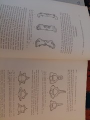 ZOOLOGY V. 17 # 8 Osteological Relationships Of Three Species Of Beavers/Holden