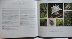 Passiflora en Bolivia Identification Guide Hermes Justiniano Suarez Signed Botan