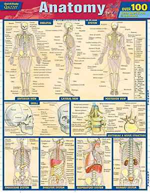 Anatomy Quizzer (Quick Study Quizzer) – Cards, by Perez Vincent – Very Good