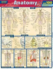 Anatomy Quizzer (Quick Study Quizzer) – Cards, by Perez Vincent – Very Good