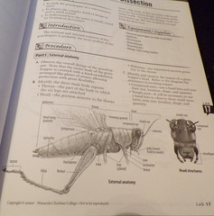 10th Grade Books for Abeka: Keys/ Physical Education 2