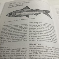 First Year in the Life of Estuarine Fishes in the Middle Atlantic Bight by Ke…