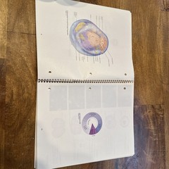 Student Study Art Notebook Concepts of Human Anatomy & Physiology Spiral PB Book