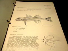 Western Central Atlantic Fishing Area 31; VOLUME 2 -Bony Fishes