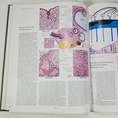 Ciba Medical Illustrations Reproductive System Vol 2 Frank Netter Book 1984 HC