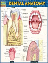 Vincent Perez – Dental Anatomy – Fold-out book or chart – F84z