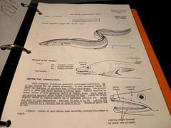 Eastern Central Atlantic Fishing Area 34, 47 (in part) VOLUME 2: Bony Fishes/Fam