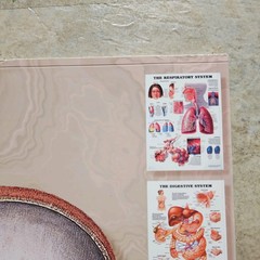 Systems & Structures : The World’s Best Anatomical Charts Collection
