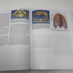 Regional Nerve Blocks in Anesthesia and Pain Therapy Traditional and Ultrasound