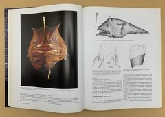 Oceanic Anglerfishes: Extraordinary Diversity in the Deep Sea Theodore W Pietsch