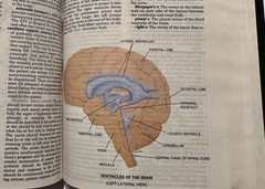 Taber’s Cyclopedic Medical Dictionary Illustrated in Full Color 18th Edition