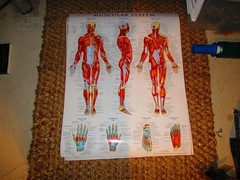 2 Quick Study Medical laminated Poster vincent perez 28 x 22