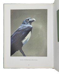 Mincing Mockingbird Vol 1 SIGNED Matt Adrian 1ST EDITION OOP Folly to Assume Owl