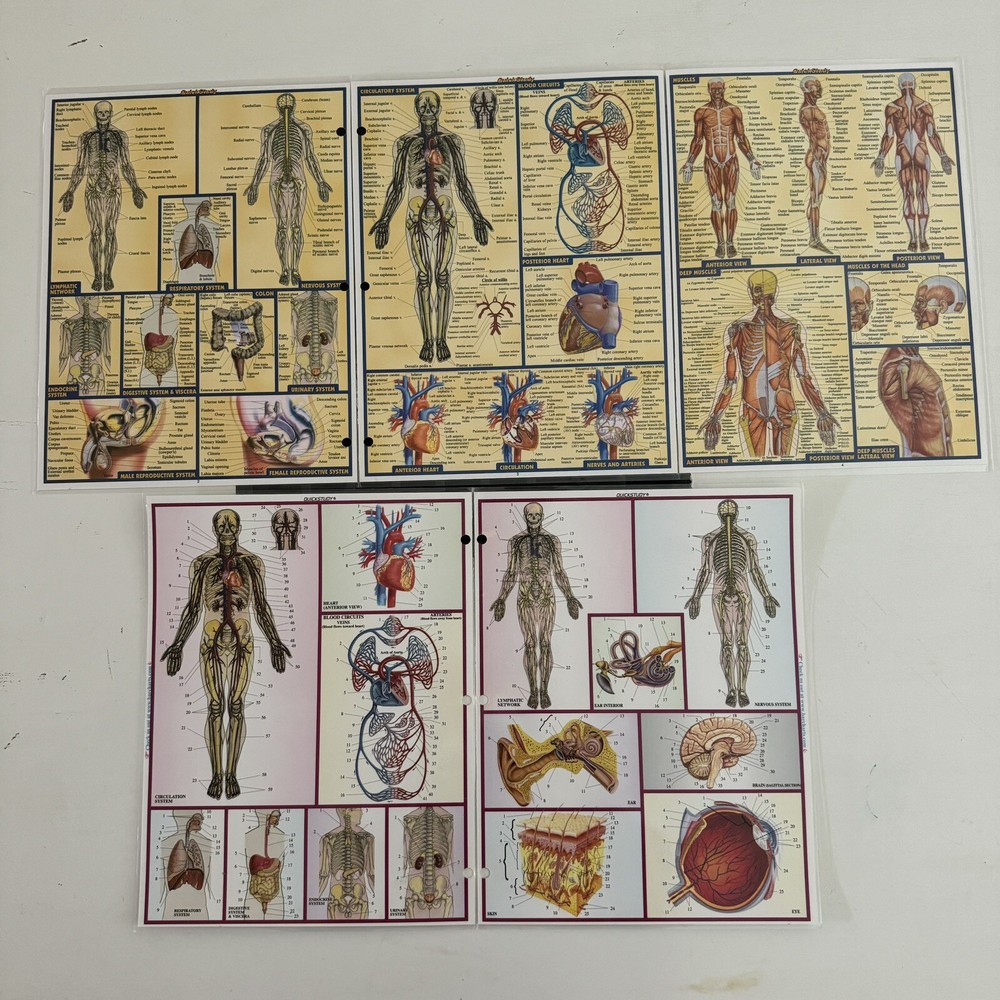 QuickStudy Charts: Anatomy Study Guides All-In-One Reference Vincent Perez 1994