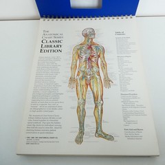 The Anatomical Chart Series Classic Library Edition 11×15 inch Desk Size Version