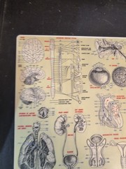 Anatomy (Quickstudy Reference Guides, 1969) Vintage