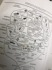 Five Kingdoms: Illustrated Guide to the Phyla of Life on Earth by Karlene V….