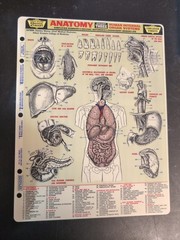 Anatomy (Quickstudy Reference Guides, 1969) Vintage
