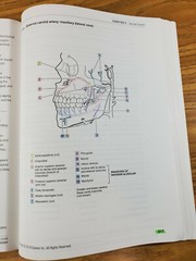 Dental Anatomy Coloring Book (2018, Trade Paperback) 3rd Edition