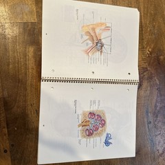 Student Study Art Notebook Concepts of Human Anatomy & Physiology Spiral PB Book