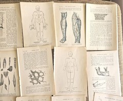 1913 Anatomy Medical Pages Diagrams 14 Pages 6″x8.5″