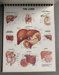THE ANATOMICAL CHART SERIES: Full Size Desktop Easel by Bachin & Beck (1985) VG