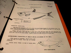 Eastern Central Atlantic Fishing Area 34, 47 (in part) VOLUME 2: Bony Fishes/Fam