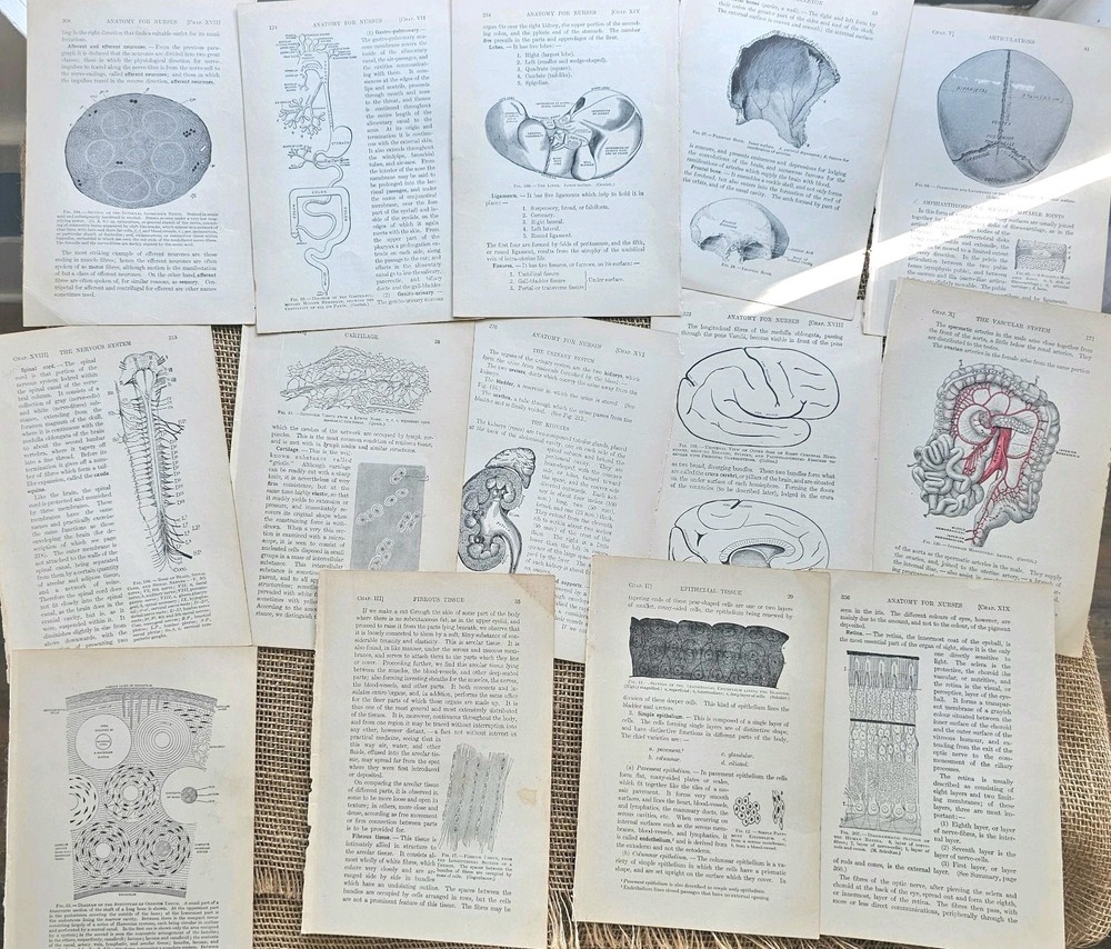1913 Anatomy Medical Pages Diagrams 14 Pages 6″x8.5″