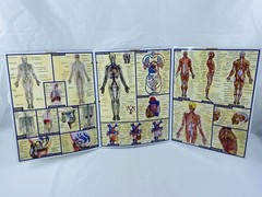 “Anatomy” Laminated Fold Out -Quick Study Academic Bar Charts Inc Vincent Perez