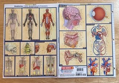 Anatomy Quizzer by Vincent Perez (2011, Book, Other)