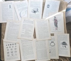 1913 Anatomy Medical Pages Diagrams 14 Pages 6″x8.5″