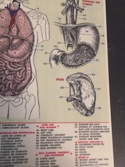 Anatomy (Quickstudy Reference Guides, 1969) Vintage