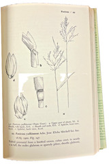The Illustrated Flora of Illinois Ser.: Grasses: Panicum to Danthonia by Robert