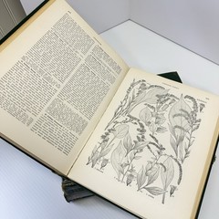 1952 New Britton and Brown Illustrated Flora of United States Gleason Flowers